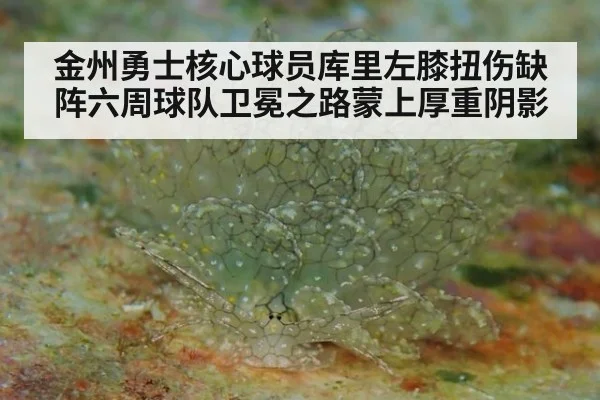 金州勇士核心球员库里左膝扭伤缺阵六周球队卫冕之路蒙上厚重阴影